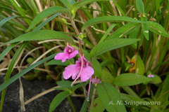 Impatiens balsamina var. micrantha